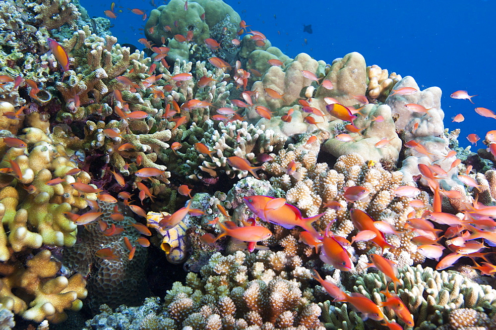 Reef with male and female redfin anthias (Pseudanthias dispar), Sulawesi, Indonesia, Southeast Asia, Asia