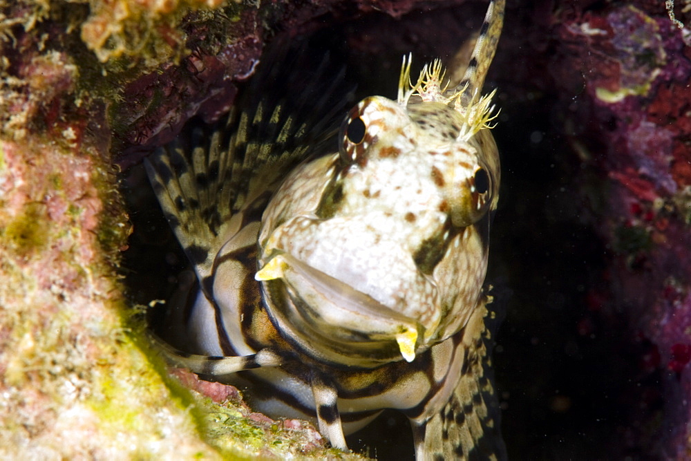 Ceram blenny (Salarias ceramensis), grows to 14cm, Indonesia and the Philippines, Southeast Asia, Asia