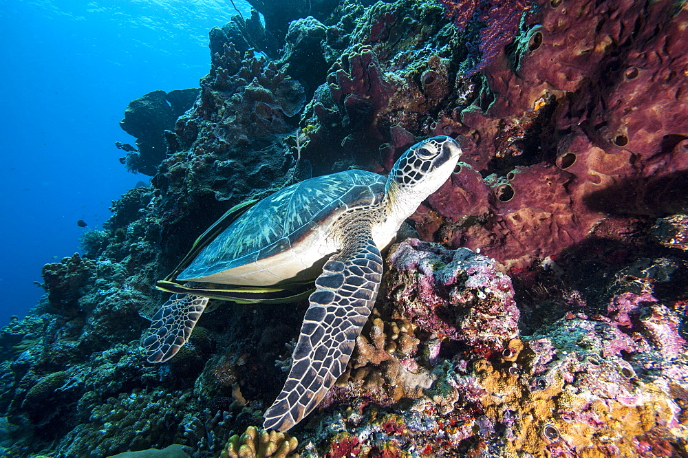 Green turtle (Chelonia mydas) with remoras Rachyucentron canadum), Sulawesi, Indonesia, Southeast Asia, Asia