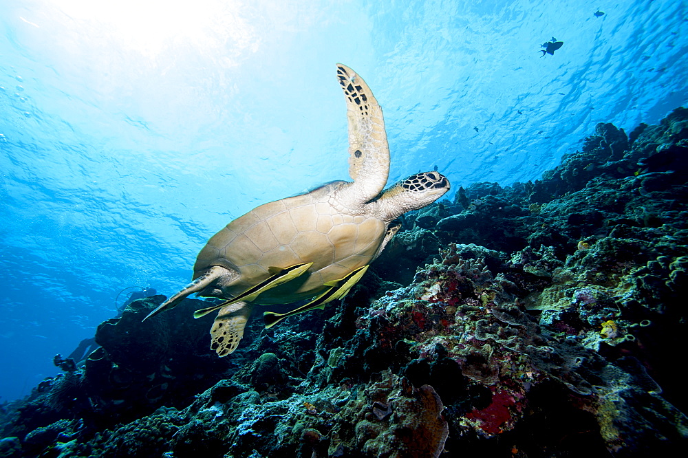 Green turtle (Chelonia mydas) with remoras (Rachyucentron canadum), Sulawesi, Indonesia, Southeast Asia, Asia