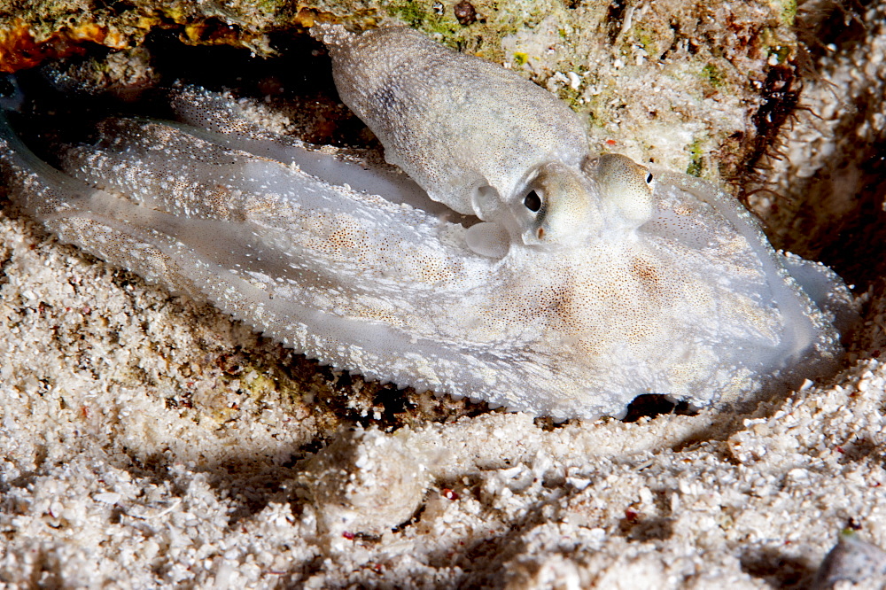 Reef octopus (Octopus cyanea), Sulawesi, Indonesia, Southeast Asia, Asia