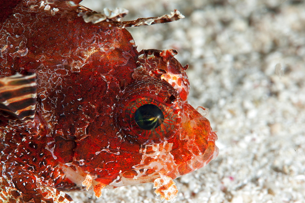 Shortfin lionfish (Dendrochirus brachypterus), Sulawesi, Indonesia, Southeast Asia, Asia