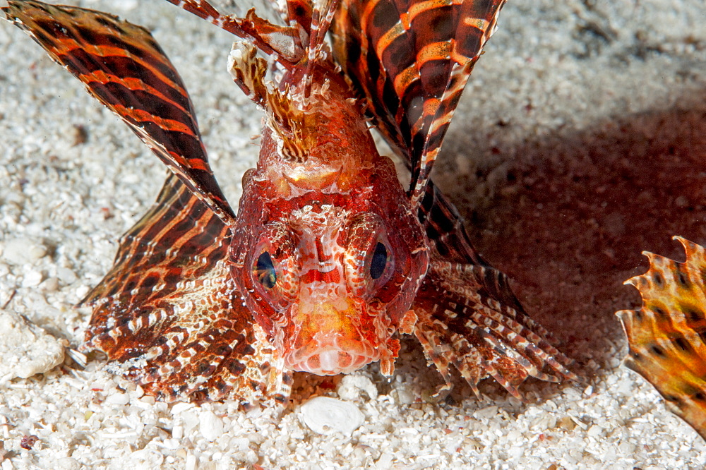 Shortfin lionfish (Dendrochirus brachypterus), Sulawesi, Indonesia, Southeast Asia, Asia