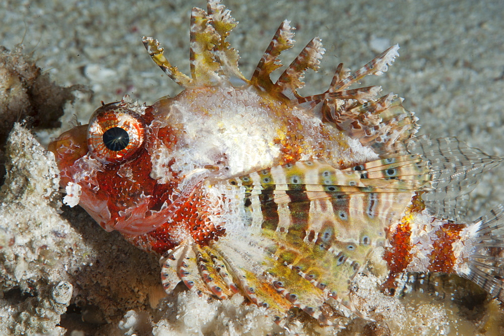 Shortfin lionfish (Dendrochirus brachypterus), Sulawesi, Indonesia, Southeast Asia, Asia