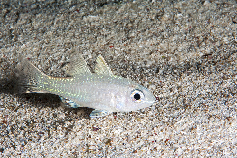 Yellow eyed cardinalfish (Apogon monospilus), Sulawesi, Indonesia, Southeast Asia, Asia