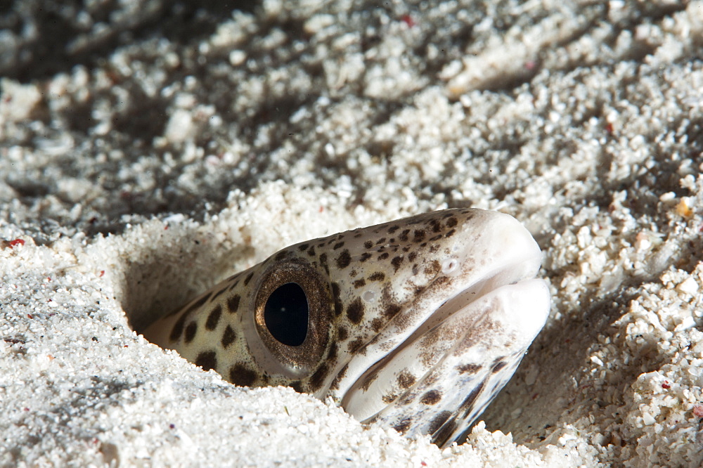 Barred sand conger eel (Poecilogonger fasciatus), Sulawesi, Indonesia, Southeast Asia, Asia