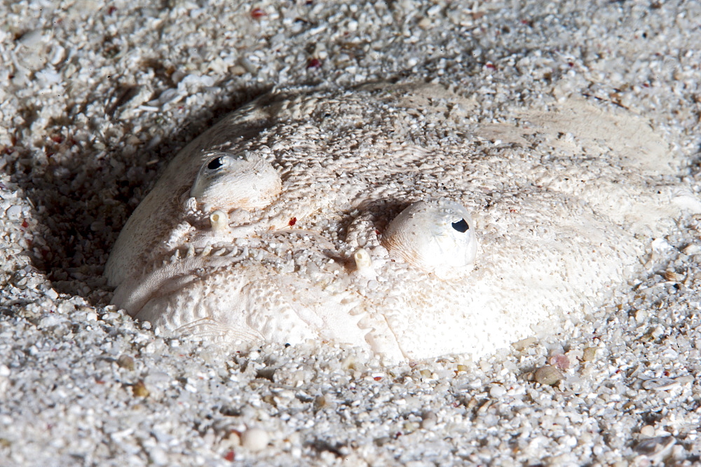 Whitemargin stargazer (Uranoscopus sulphureus), Sulawesi, Indonesia, Southeast Asia, Asia