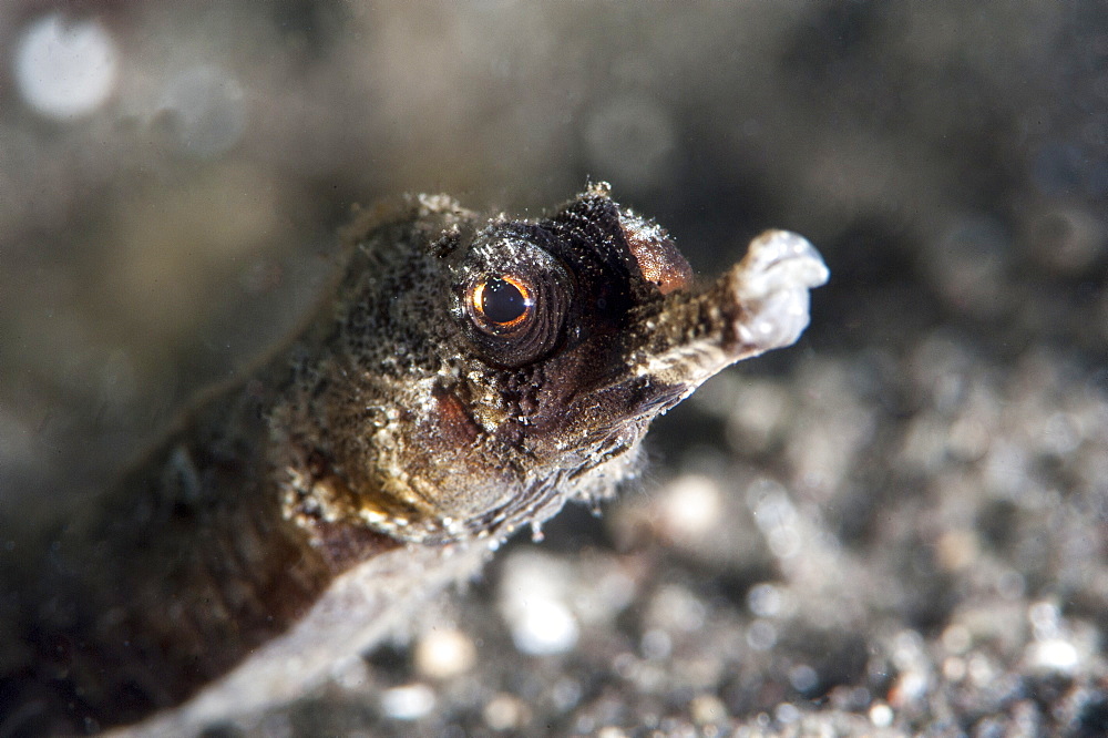 Winged pipefish (Halicmapus macrorhynchus), Sulawesi, Indonesia, Southeast Asia, Asia