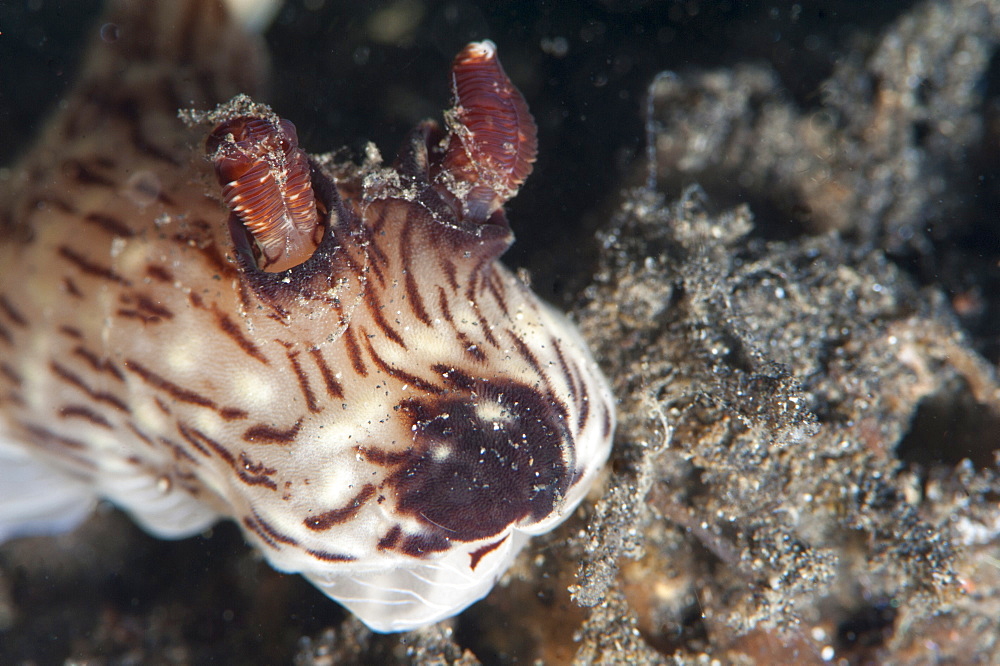 Jorunna rubescens nudibranch, Sulawesi, Indonesia, Southeast Asia, Asia