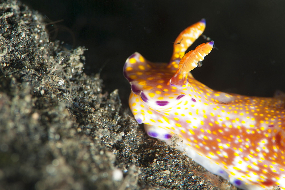 Ceratosoma tenue nudibranch, Sulawesi, Indonesia, Southeast Asia, Asia