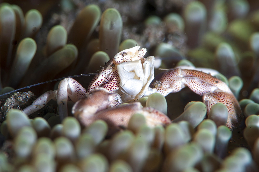 Porcelain crab (Neopetrolisthes maculata), Sulawesi, Indonesia, Southeast Asia, Asia