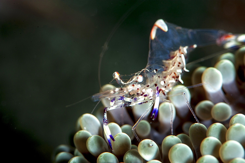 Anemone shrimp (Periclimenes venustus), Sulawesi, Indonesia, Southeast Asia, Asia