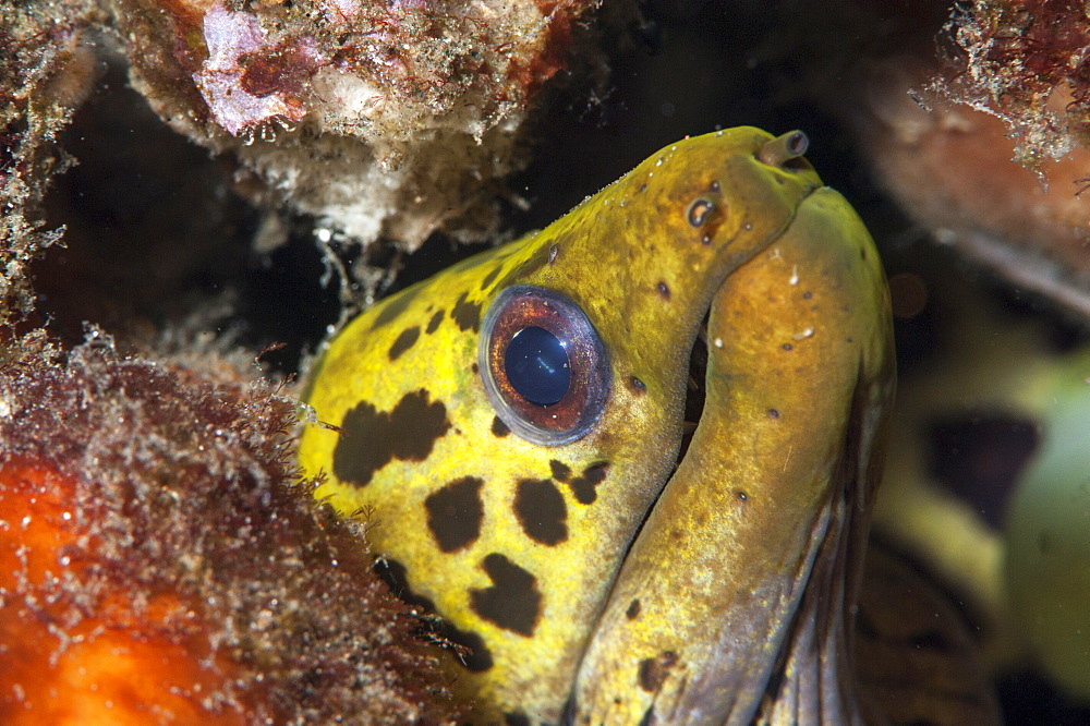 Undulated moray eel (Gymnothorax undulatus), Sulawesi, Indonesia, Southeast Asia, Asia