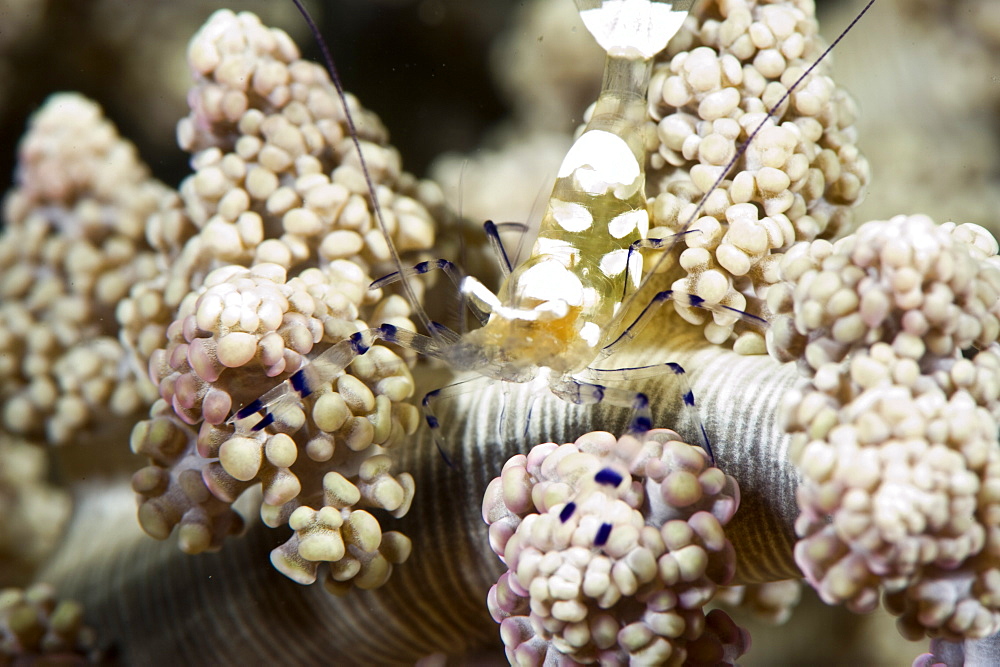 Commensal shrimp (Periclimenes brevicarpalis), Philippines, Southeast Asia, Asia