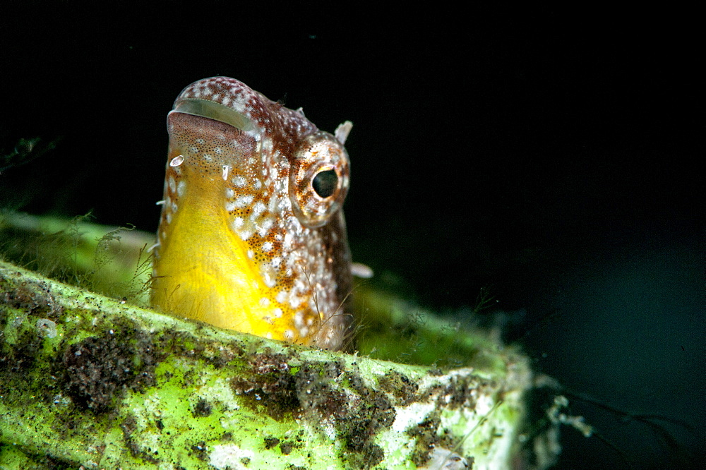 Variable fangblenny (Petroscirtes variablilis), Sulawesi, Indonesia, Southeast Asia, Asia