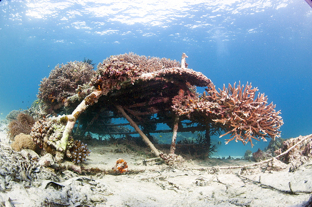 Coral encrusted biosphere in the marine reserve at Gangga Island, Sulawesi, Indonesia, Southeast Asia, Asia