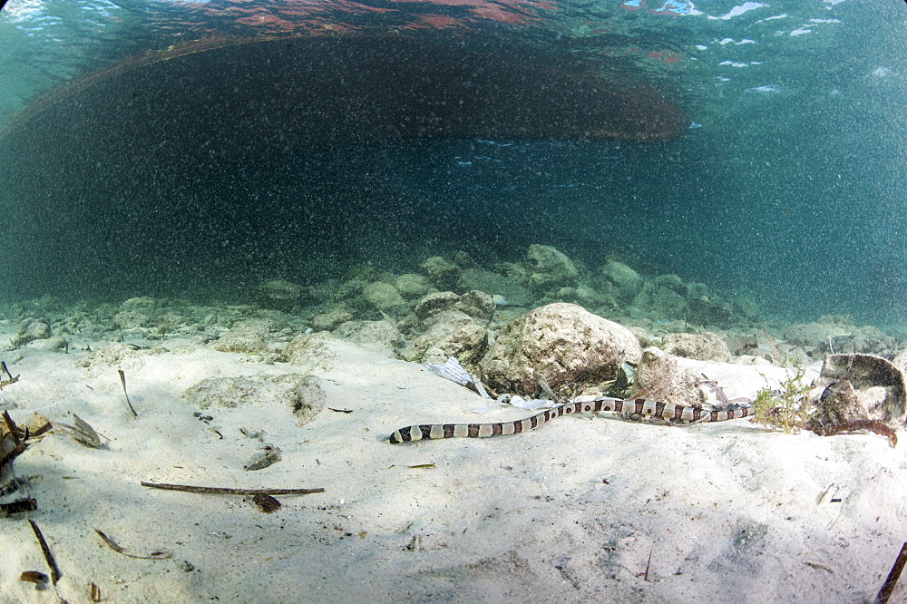 Banded snake eel (Myrichthys colubrinus), Sulawesi, Indonesia, Southeast Asia, Asia