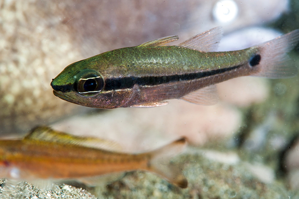 Spurcheek cardinalfish (Apogon fraenatus), Sulawesi, Indonesia, Southeast Asia, Asia