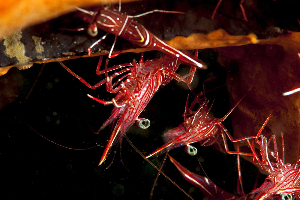 Hinge beak shrimp (Rhynchocinete durbanensis), Sulawesi, Indonesia, Southeast Asia, Asia