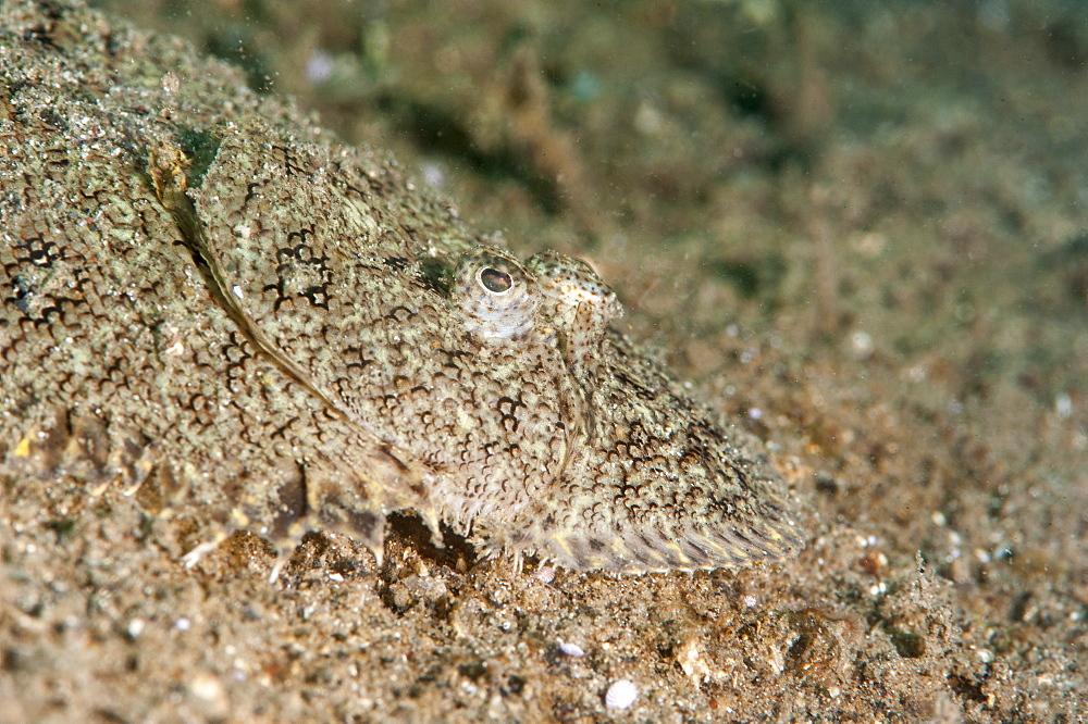 Largescale flounder (Engyprosopon grandisquama), Sulawesi, Indonesia, Southeast Asia, Asia