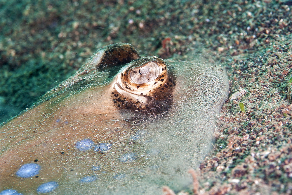 Blue spotted stingray (Taeniura lymma), Sulawesi, Indonesia, Southeast Asia, Asia