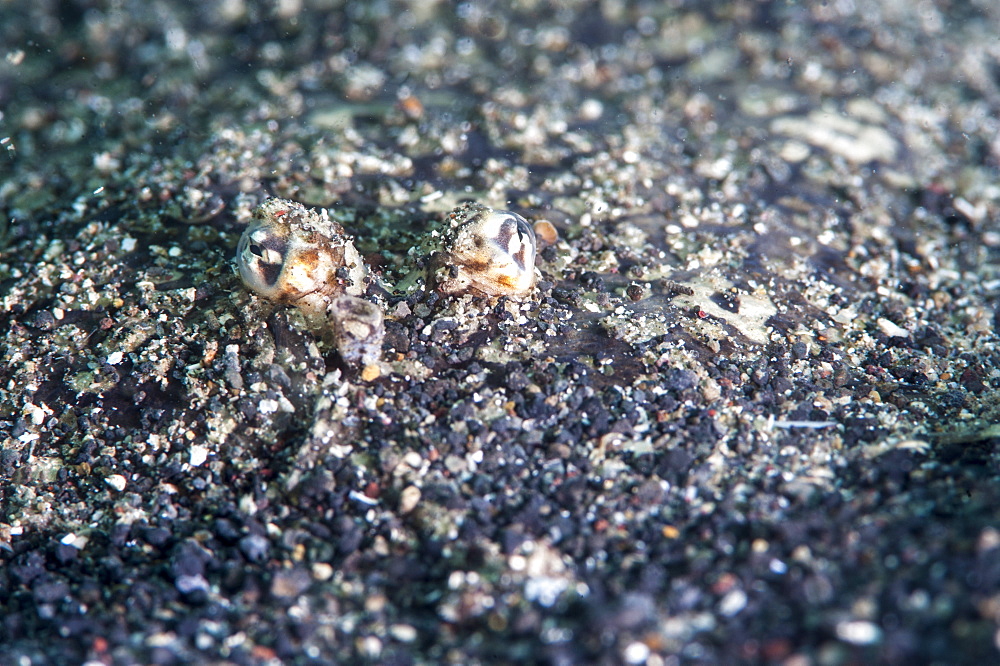 Largescale flounder (Engyprosopon grandisquama), Sulawesi, Indonesia, Southeast Asia, Asia