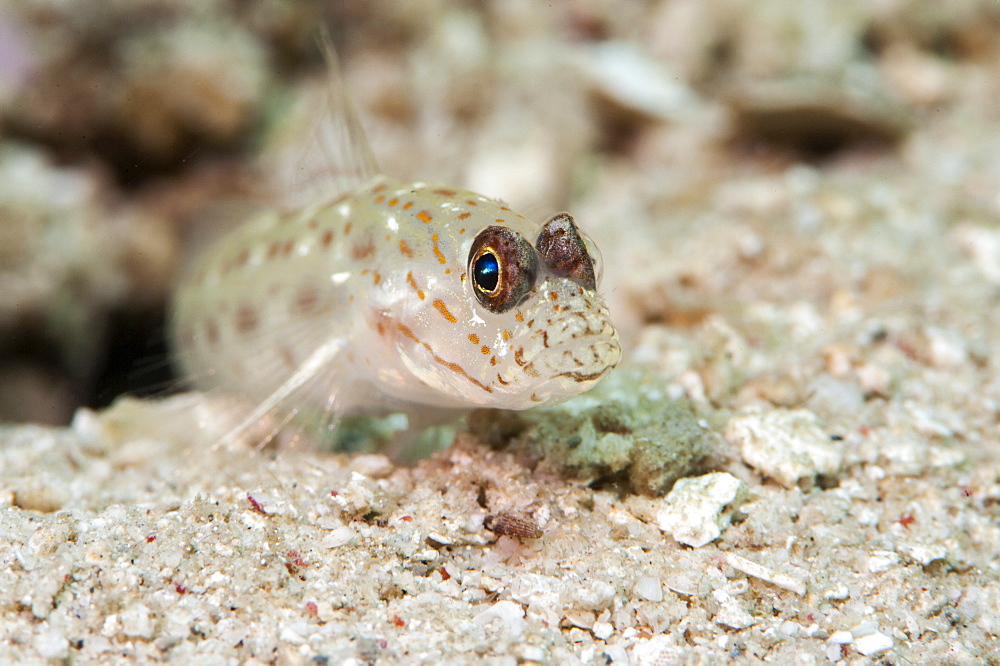 Gold speckled shrimp goby (Ctenogobiops pomastictus), Sulawesi, Indonesia, Southeast Asia, Asia