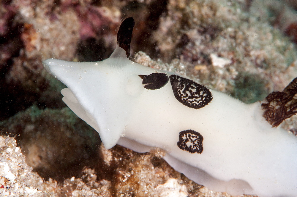 Nudibranch (Jorunna funebris), Sulawesi, Indonesia, Southeast Asia, Asia