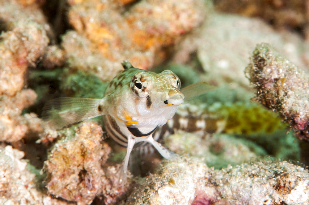 Speckled sandperch (Parapercis hexophthalma), Sulawesi, Indonesia, Southeast Asia, Asia