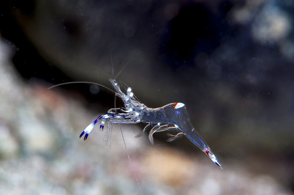 Commensal shrimp (Periclimenes venustus), Sulawesi, Indonesia, Southeast Asia, Asia