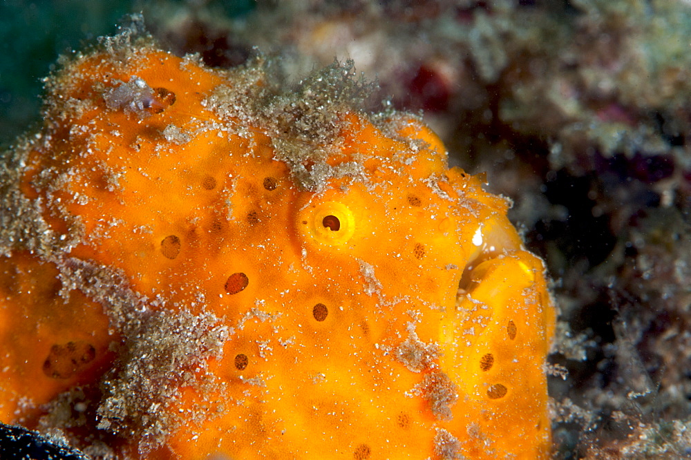 Painted frogfish (Antennarius pictus), Sulawesi, Indonesia, Southeast Asia, Asia