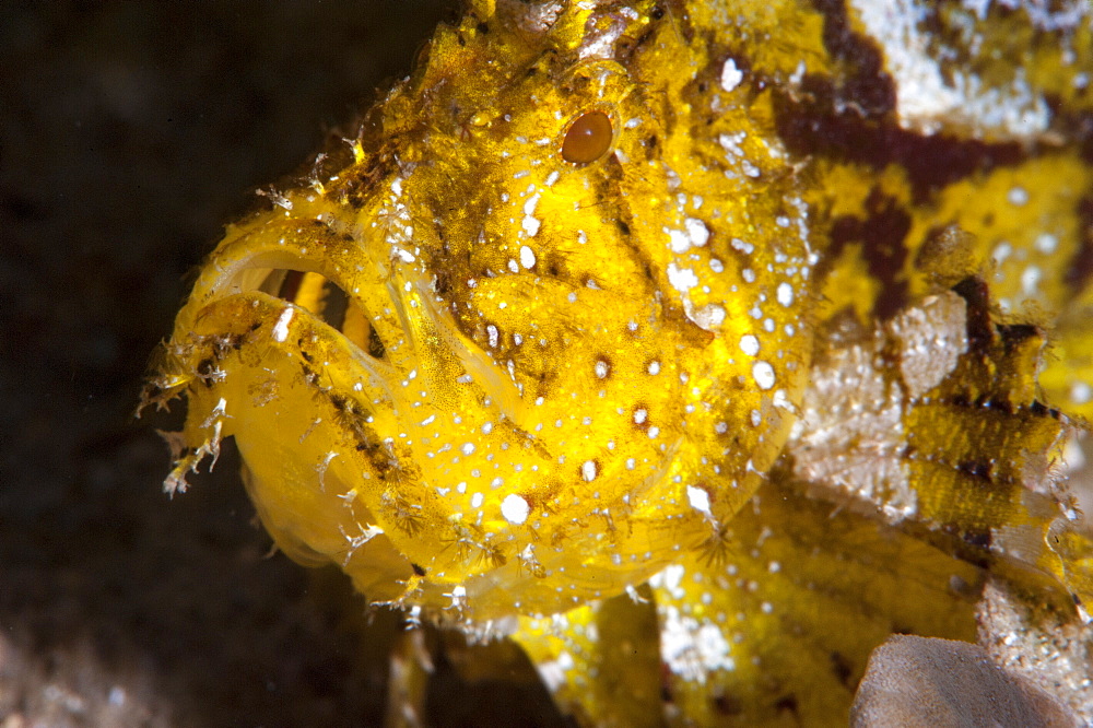 Leaf scorpionfish (Taenianotus triacanthus), Sulawesi, Indonesia, Southeast Asia, Asia