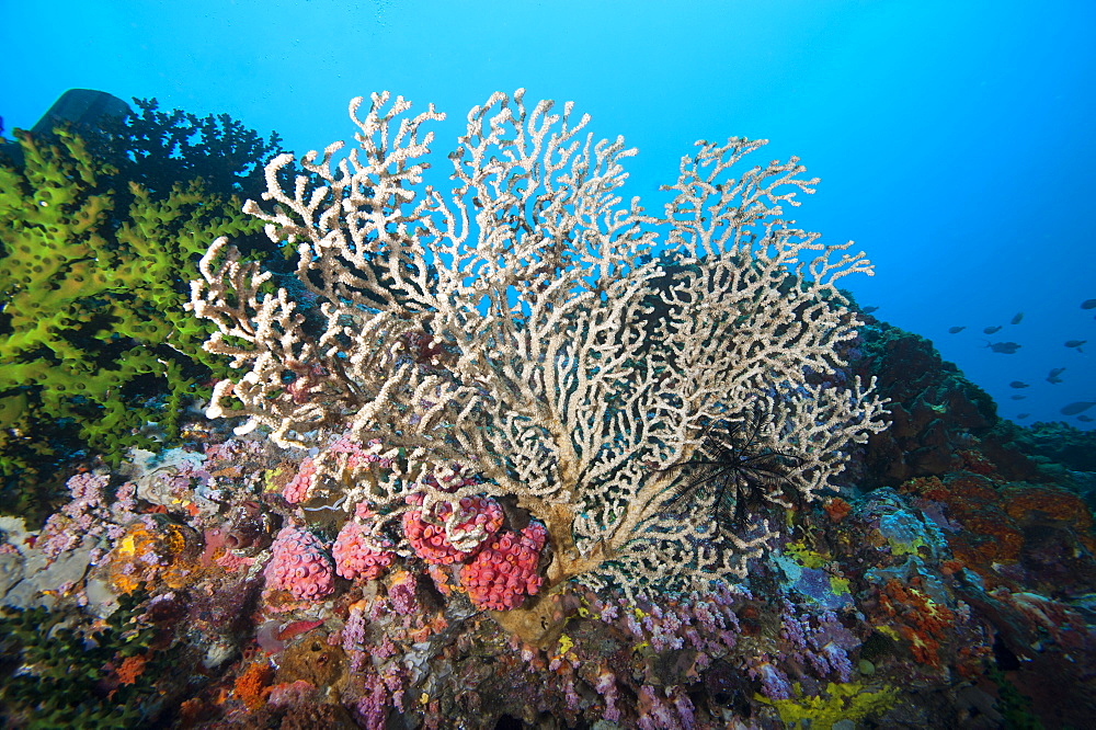 Reef scene, Sulawesi, Indonesia, Southeast Asia, Asia