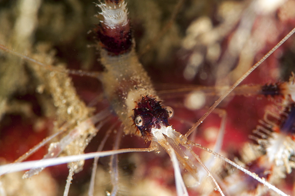 Banded coral shrimp (Stenopus hispidus), Sulawesi, Indonesia, Southeast Asia, Asia