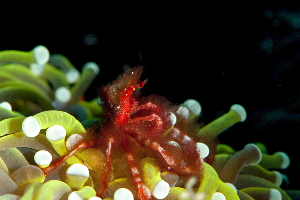 Orangutan crab (Achaeus japonicus) a decorator crab, Sulawesi, Indonesia, Southeast Asia, Asia