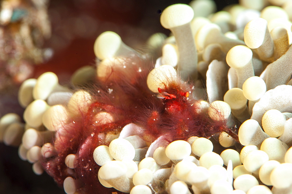 Orangutan crab (Achaeus japonicus) a decorator crab, Sulawesi, Indonesia, Southeast Asia, Asia