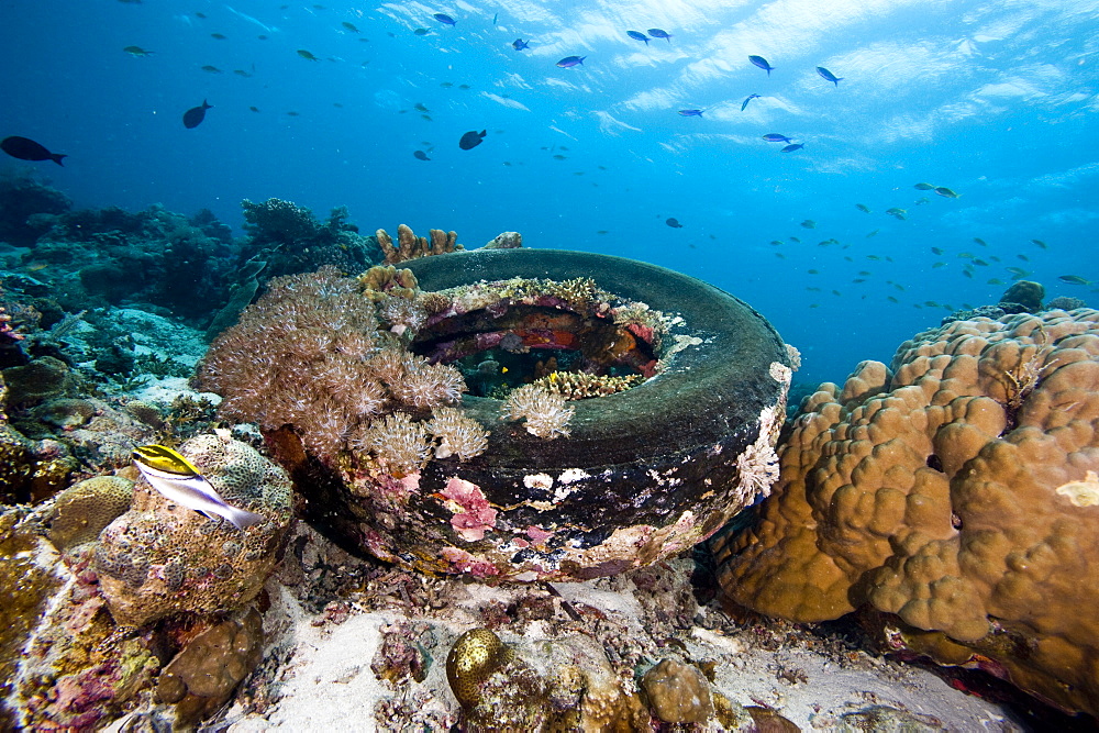 Coral encrusted tyre at Nalusuan Marine Sanctuary, Cebu, Philippines, Southeast Asia, Asia