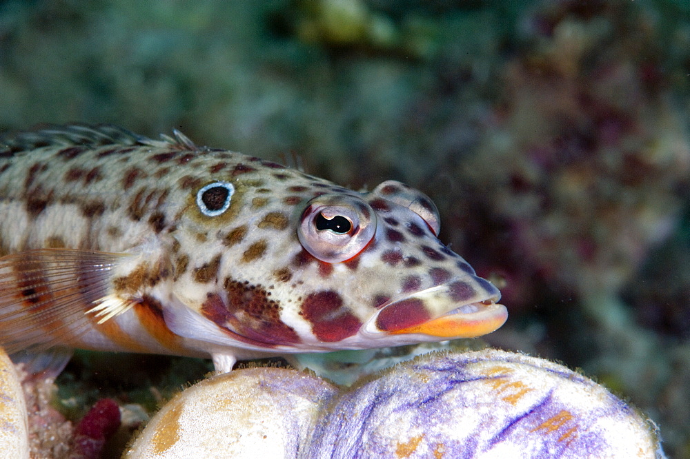 Java sandperch (Parapercis xanthozona), unusual for Sulawesi, as normally only found in waters off Java and Bali, Sulawesi, Indonesia, Southeast Asia, Asia