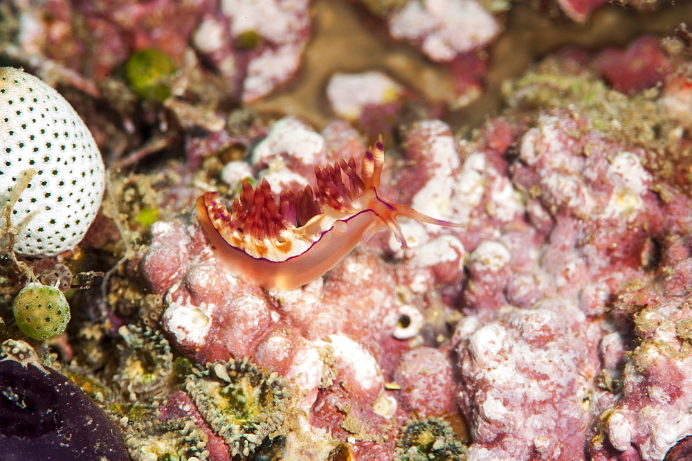 Flabellina rubrolineata nudibranch, Sulawesi, Indonesia, Southeast Asia, Asia