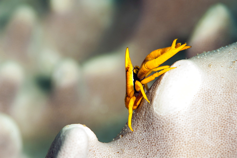 Elegant squat lobster (Allogalathea elegans), Sulawesi, Indonesia, Southeast Asia, Asia