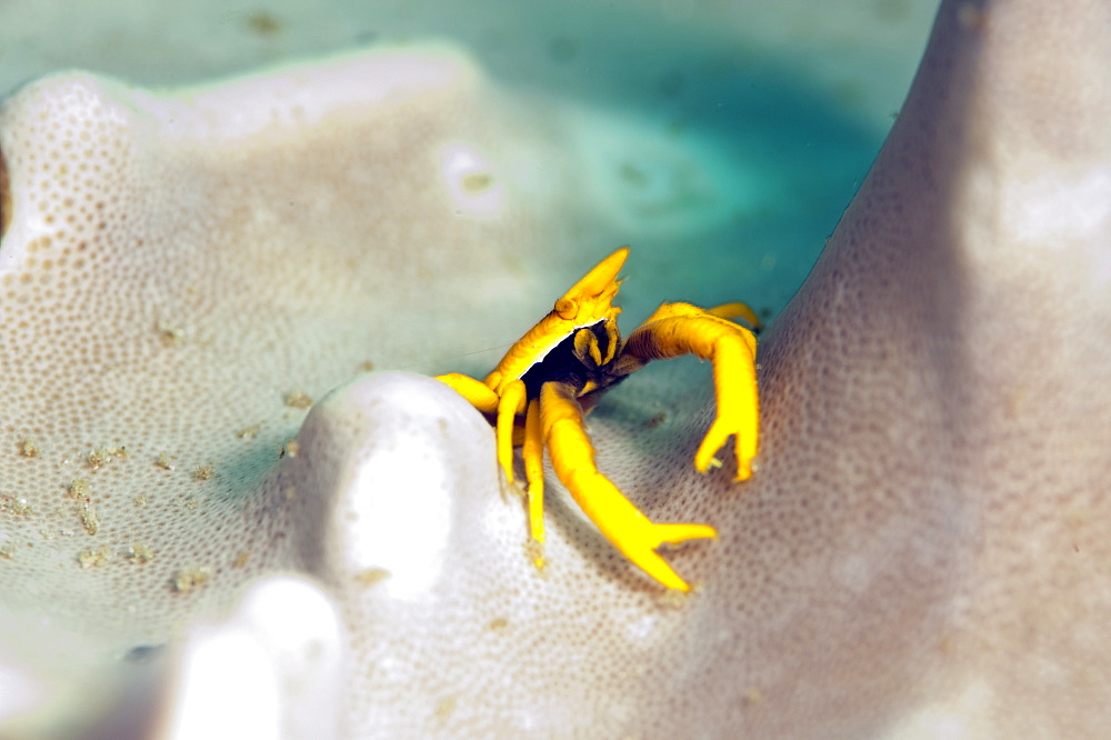 Elegant squat lobster (Allogalathea elegans), Sulawesi, Indonesia, Southeast Asia, Asia