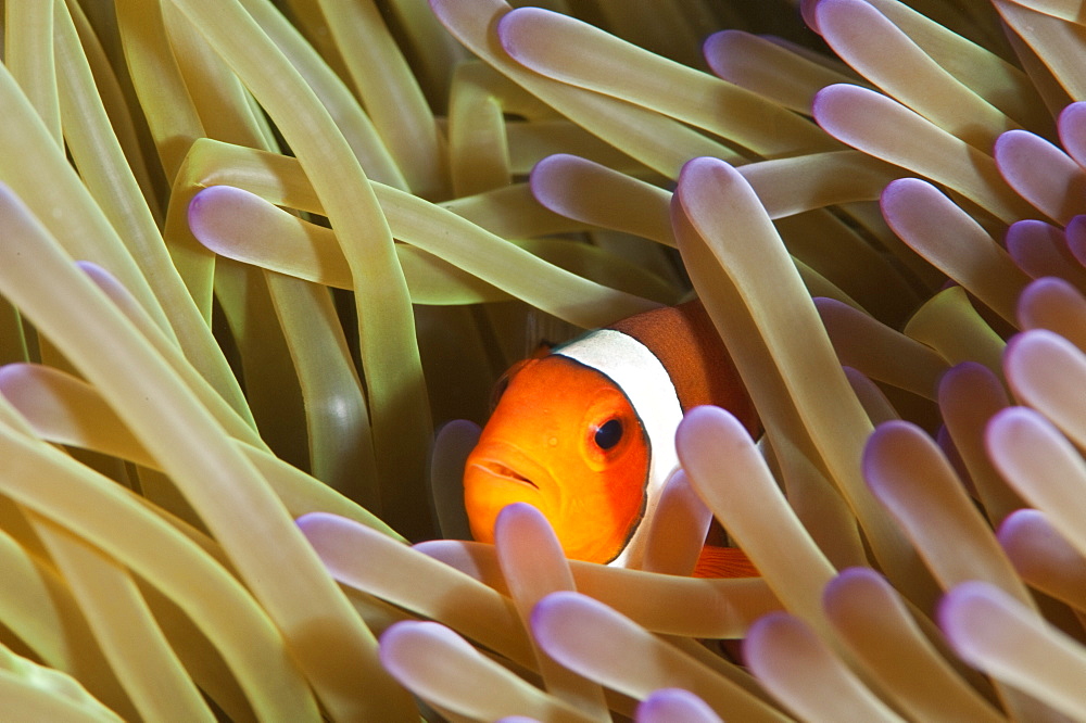 Clarks anemonefish (Amphiprion clarkii), Sulawesi, Indonesia, Southeast Asia, Asia