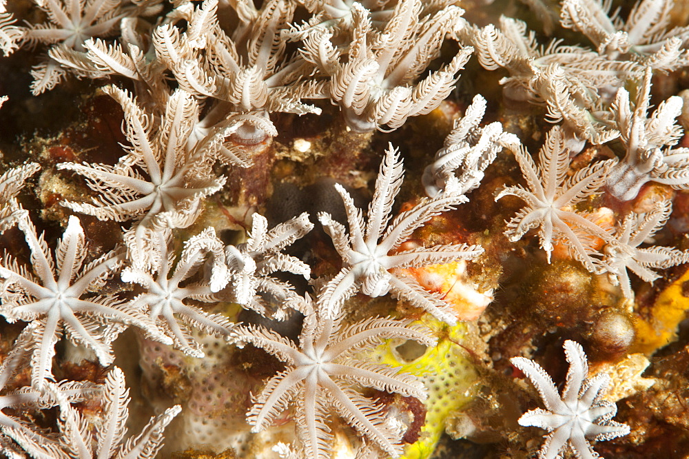 Tree fern soft coral (Clavularia sp.), Sulawesi, Indonesia, Southeast Asia, Asia