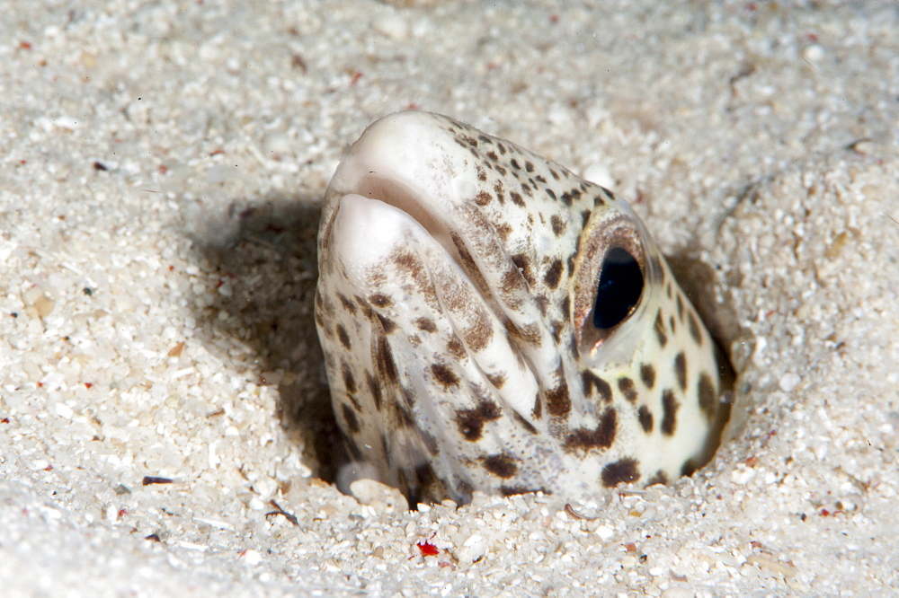 Barred sand conger eel (Poeciloconger fasicatus), Sulawesi, Indonesia, Southeast Asia, Asia