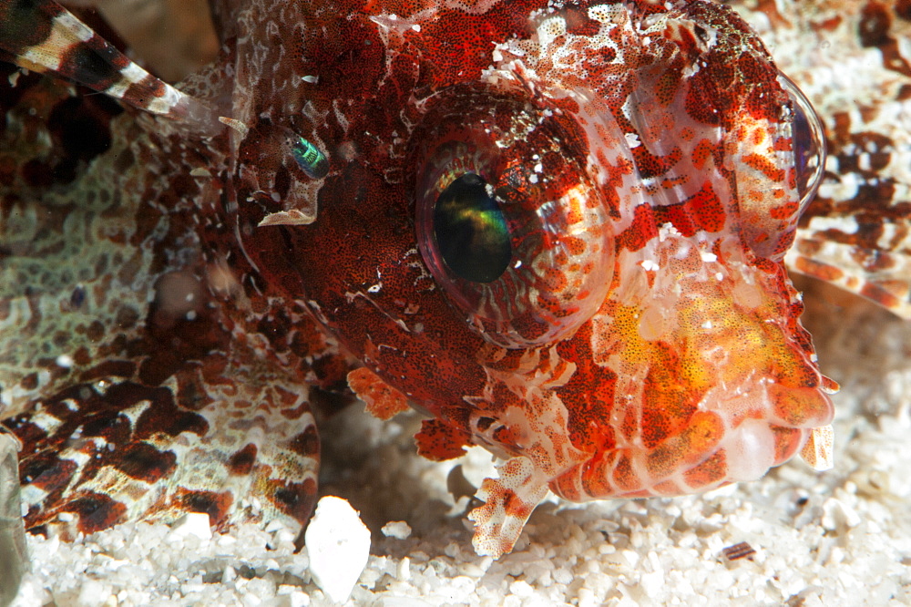 Shortfin lionfish (Dendrochirus brachypterus), Sulawesi, Indonesia, Southeast Asia, Asia