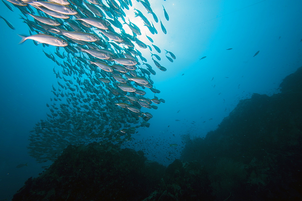 School of fish, Thailand, Southeast Asia, Asia