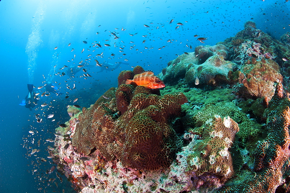 Grouper at Chumporn Pinnacle, Thailand, Southeast Asia, Asia