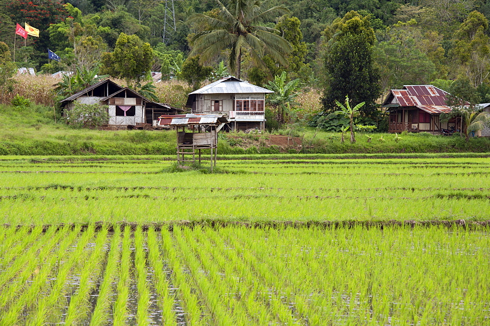 Rice paddy field, Sulawesi, Indonesia, Southeast Asia, Asia