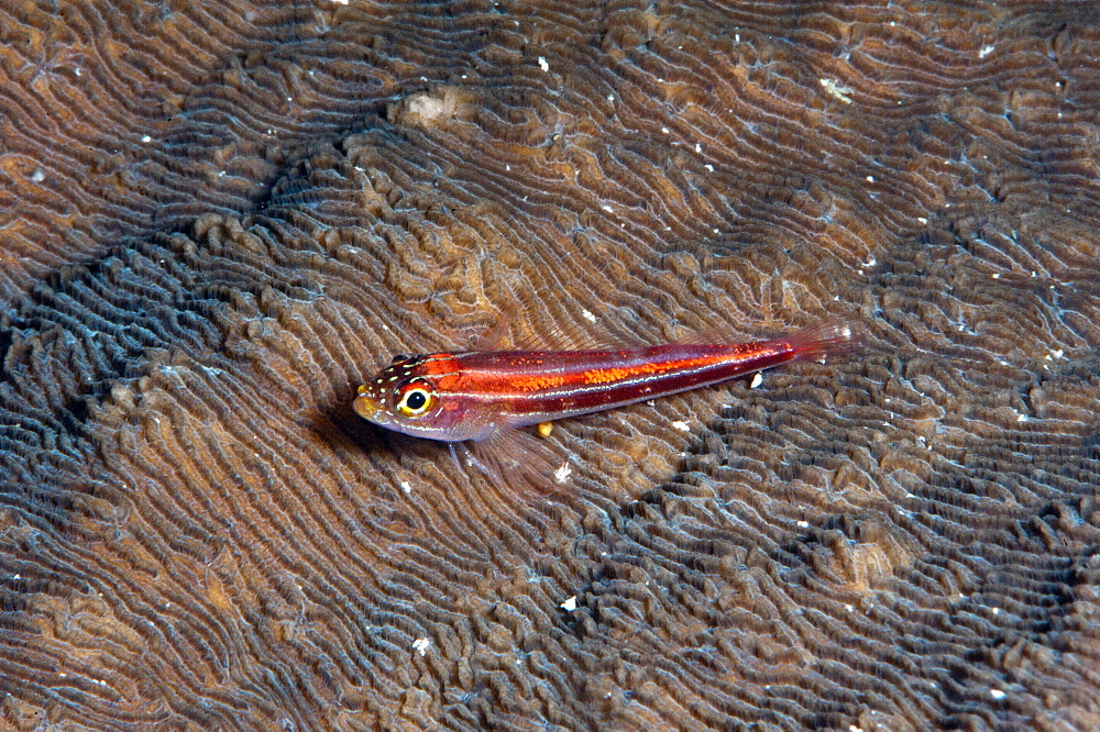 Neon triplefin (Helcogramma striata), Komodo, Indonesia, Southeast Asia, Asia