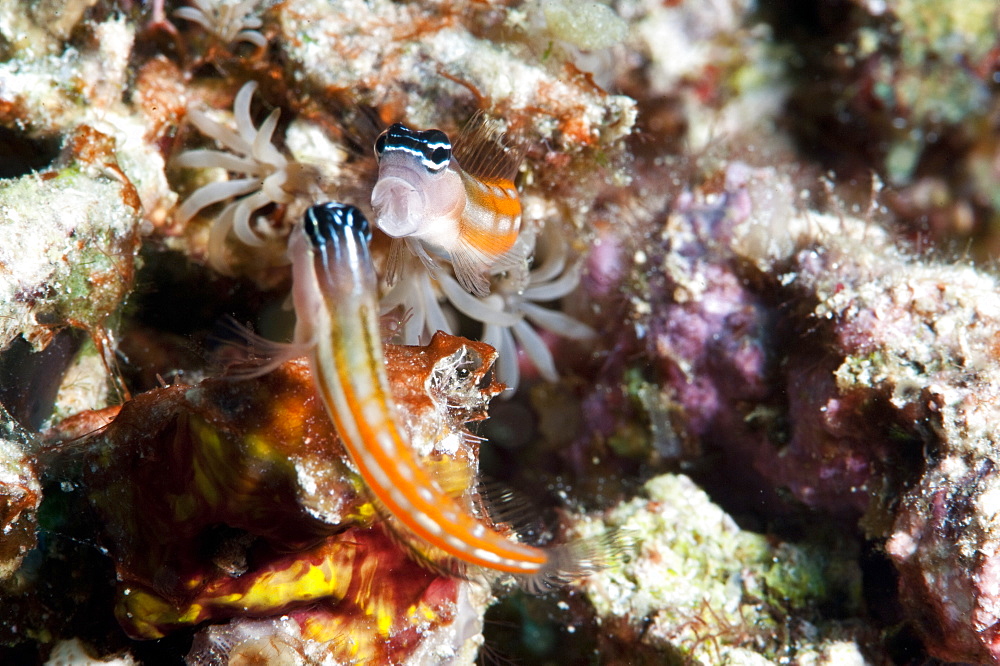 Bath's blenny (Ecsenius bathi), localized, fighting, Komodo, Indonesia, Southeast Asia, Asia